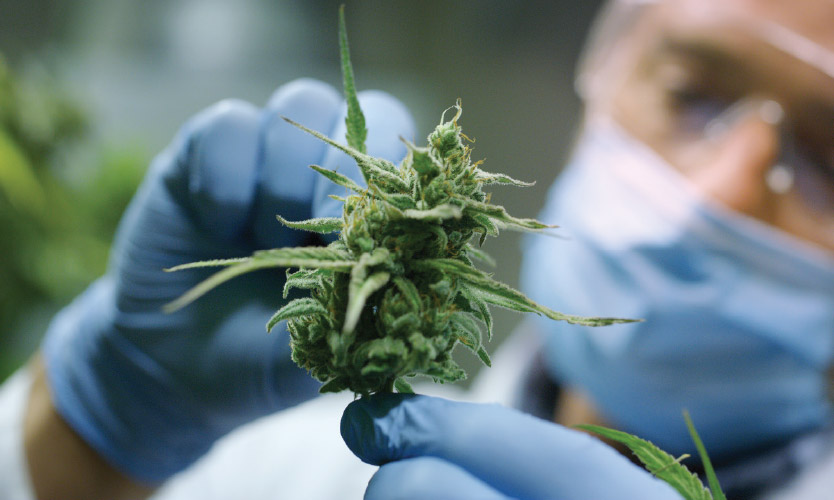 Marijuana reclassification